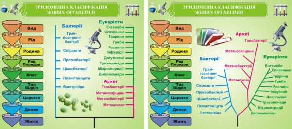 Набір стендів «Тридоменна система життя: еволюція та різноманіття» для кабінету біології