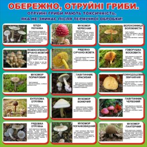 Стенд «Отруйні гриби: застереження для всіх»