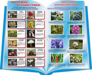 Стенд «Небезпечні гриби та рослини»