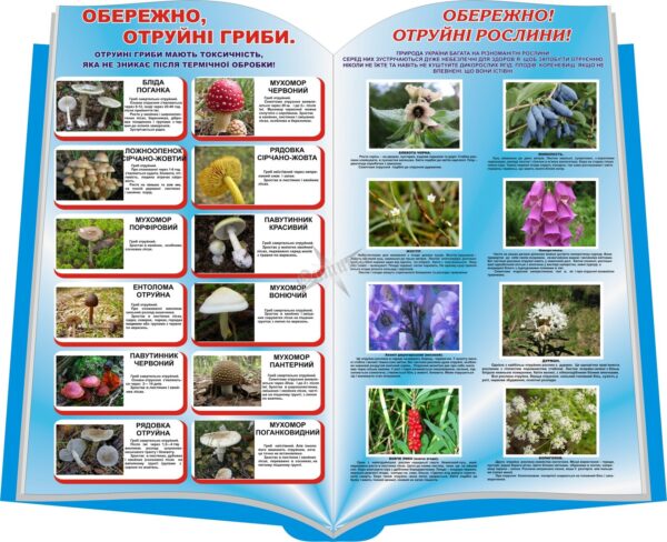 Стенд «Небезпечні гриби та рослини»