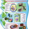 Пластиковий стенд «Клітина – елементарна одиниця живого»