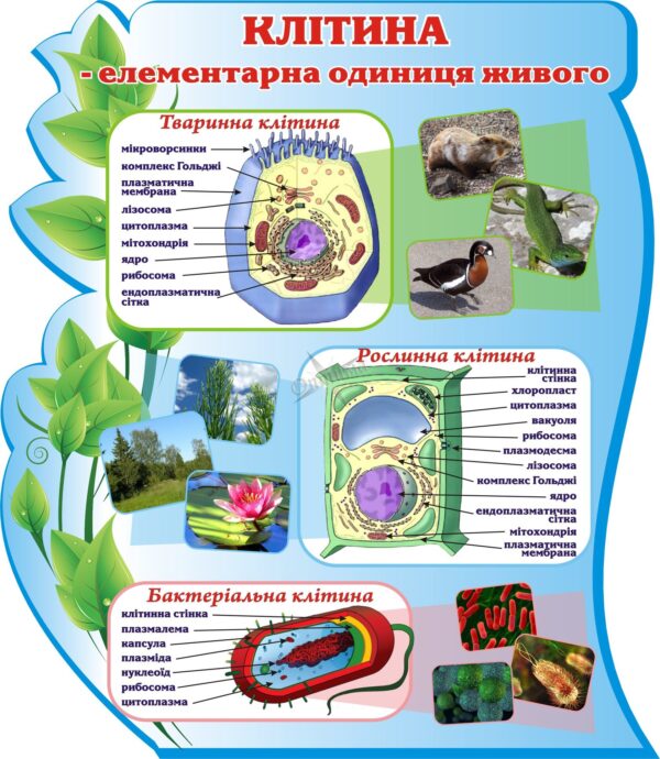 Пластиковий стенд «Клітина – елементарна одиниця живого»