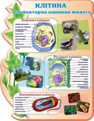 Освітній пластиковий стенд «Клітина – елементарна одиниця живого»