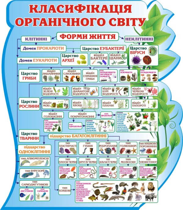 Пластиковий стенд «Класифікація органічного світу»