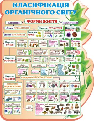 Навчальний пластиковий стенд «Класифікація органічного світу»