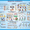 Стенд «Медична допомога»