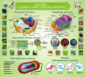Стенд «Клітина – елементарна одиниця живого»