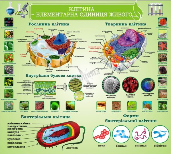 Стенд «Клітина – елементарна одиниця живого»