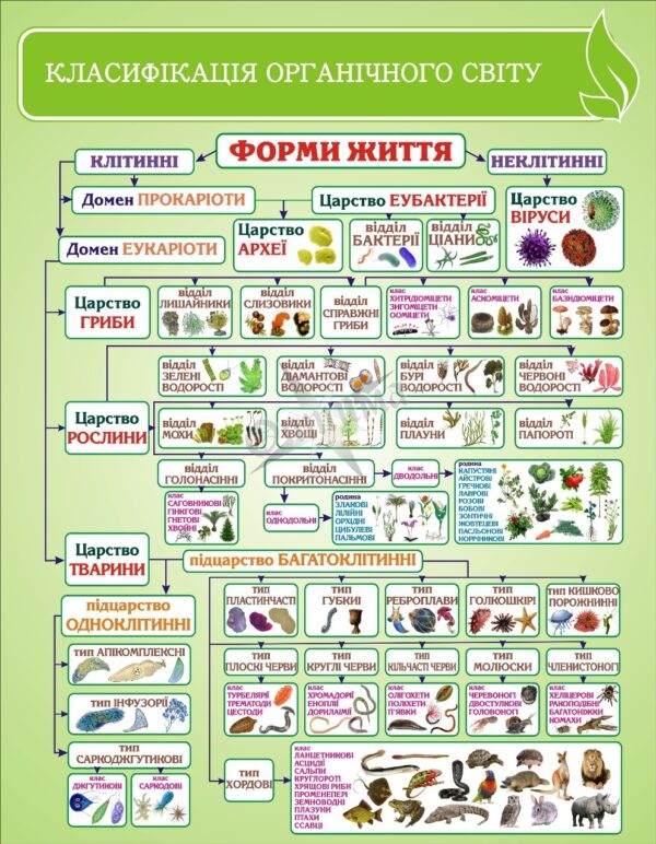 Стенд «Класифікація органічного світу»
