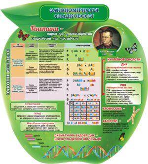 Стенд «Закономірності спадковості»