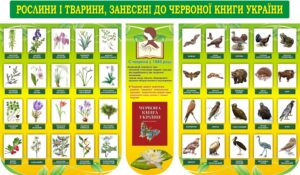 Набір стендів «Рослини і тварини, занесені до червоної книги України»