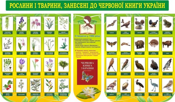 Набір стендів «Рослини і тварини, занесені до червоної книги України»